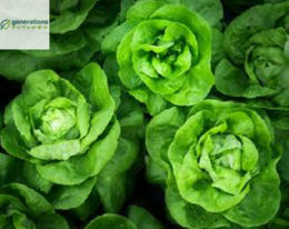 Pesticides that are banned or suspected to be EDCs are found in green salads