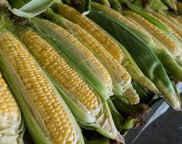 Ecologistas en Acción: La guerra no es excusa para importar maíz con plaguicidas prohibidos
